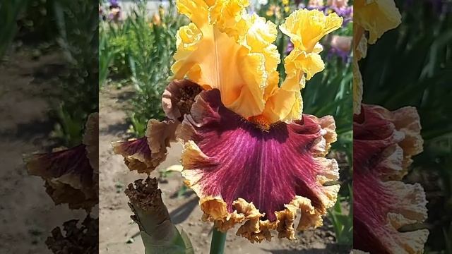 Ирис Декаденс