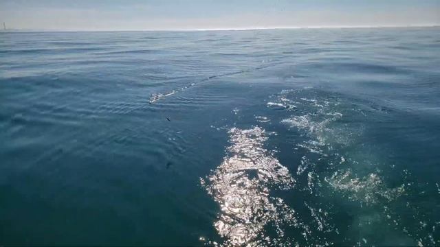 Giant Salmon!!! Homewrecker Charter on Lake Ontario June 2020 смотреть онлайн