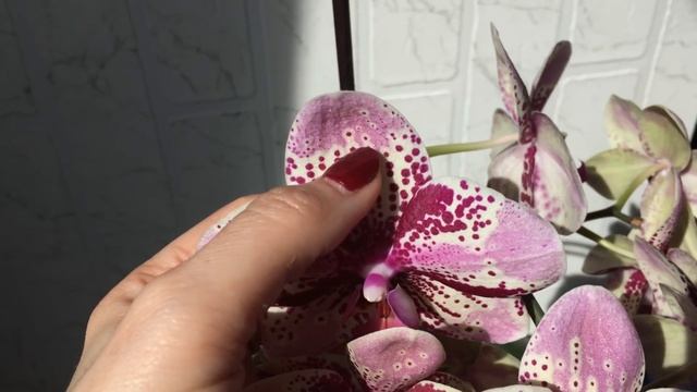 Пышное цветение орхидеи фаленопсис Фронтера Frontera. Первое домашнее цветение. смотреть онлайн