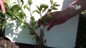 Прививка сирени  На одном растении несколько сортов.Сайт "Садовый мир"