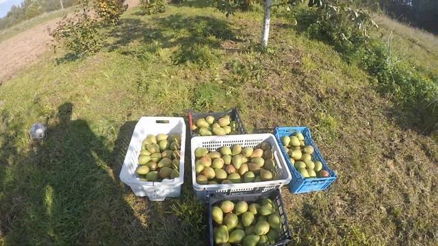 Груша Патен, урожайный промышленный сорт груши. смотреть онлайн