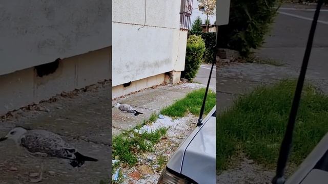 птенец альбатроса ест сырое мясо смотреть онлайн