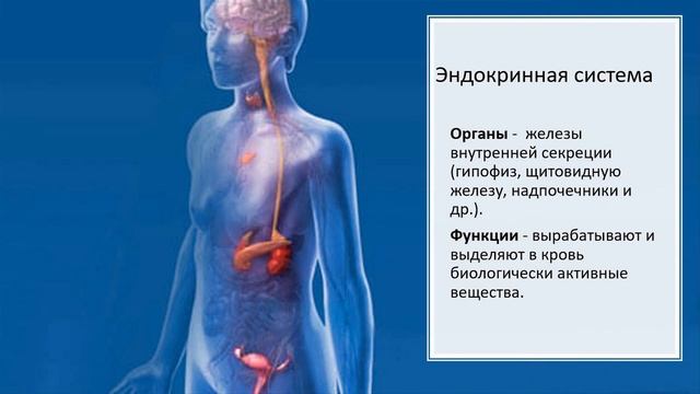 Клетки, ткани, органы и системы органов. Тема 3. Органы, системы органов. Организм — единое целое смотреть онлайн