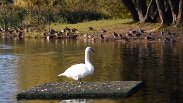 "СТРАНИЦЫ ЛИЧНОГО ДНЕВНИКА"... (Фото Ольги Токаревой (Москва) Ференц Лист. Адажио (фрагмент)) смотреть онлайн