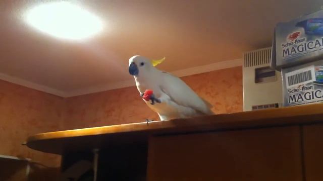 Какаду кушает арбуз смотреть онлайн