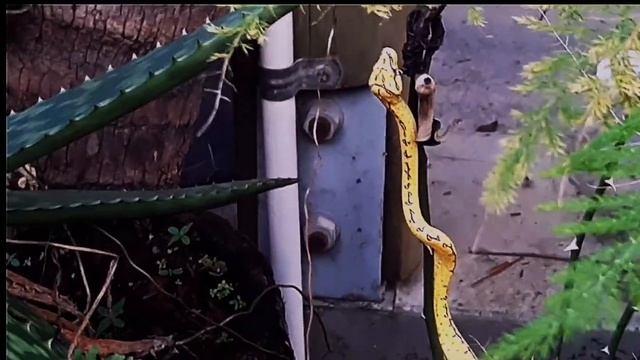 Green Tree Python #nonvenomous #nonvenomous_snake #wildlifeanimals #greentreepython смотреть онлайн