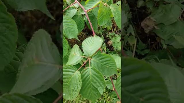 Ежевичный лист - кладезь витаминов и микроэлементов!.mp4