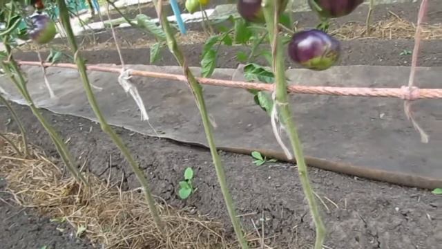 ОЗАРК ВОСХОД смотреть онлайн