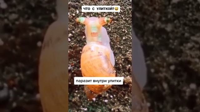 Что за ПАРАЗИТ внутри УЛИТКИ? #Shorts смотреть онлайн
