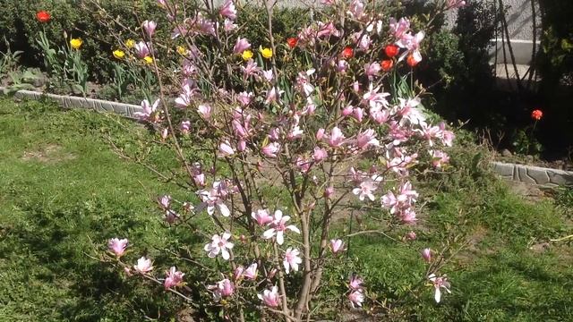 Звездчатая магнолия в моем саду. 22 апреля 2018 г. смотреть онлайн