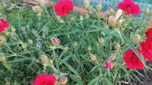 ? Ампельная гвоздика зимовала в грунте?