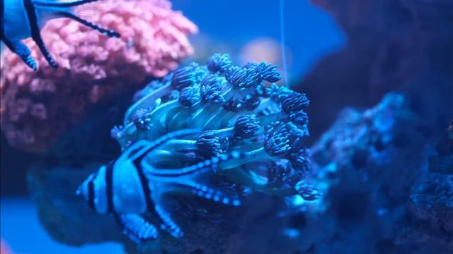Top 5 Reasons LPS Corals Die смотреть онлайн
