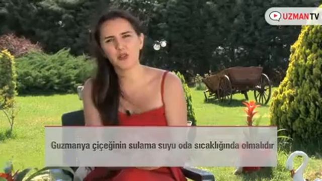 Guzmanya Bitkisi Ne Sıklıkta Sulanmalı? смотреть онлайн