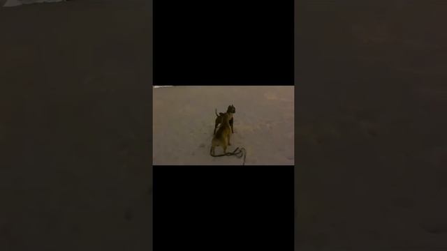 Подарите мне, пожалуйста, собаку. смотреть онлайн