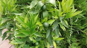 Клементин испанский мандарин