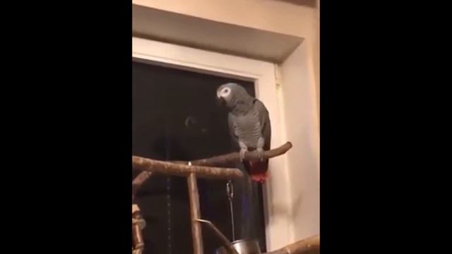 Попугай Жора ждёт папу смотреть онлайн