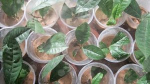 Как Выращивать  Чай В Домашних Условиях