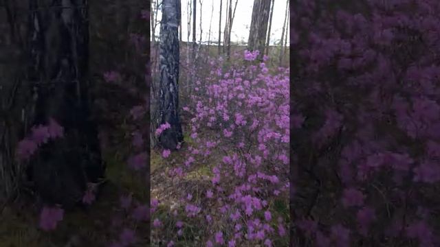 багульник цветёт,Сибирь... смотреть онлайн
