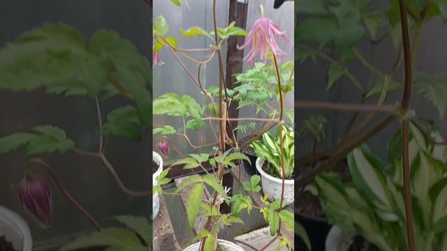 В ТЕПЛИЦЕ ЗАЦВЕЛИ КНЯЖИКИ.. смотреть онлайн