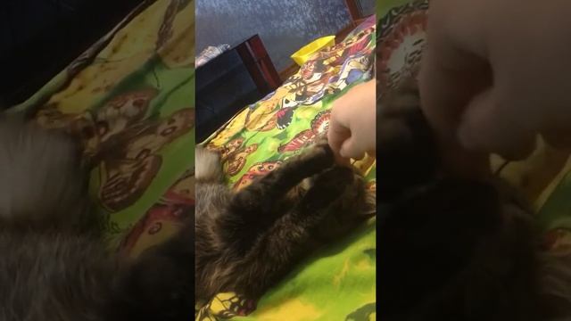 Самая спокойная кошка. Моя любимая кисонька. Ленивая кошечка. смотреть онлайн