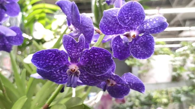 Орхидея Ванда. Vanda Orchid