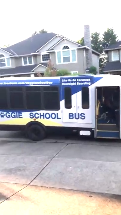 Школьный автобус для собак смотреть онлайн