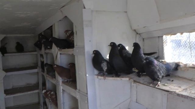 Николаевские голуби смотреть онлайн