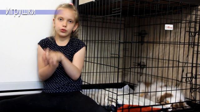 Саша и Мика | Жизнь с аусси / Факты смотреть онлайн