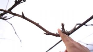 короткая обрезка винограда на 2 рожка