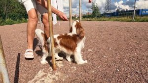 Вот как я умею.