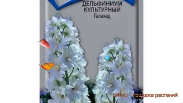 Дельфиниум культурная Галахад (galakhad) ? Галахад обзор: как сажать, семена дельфиниума Галахад смотреть онлайн