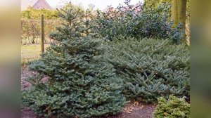 Пихта корейская Блю Эмперор Blue Emperor