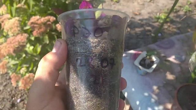 рэо из семян результат смотреть онлайн