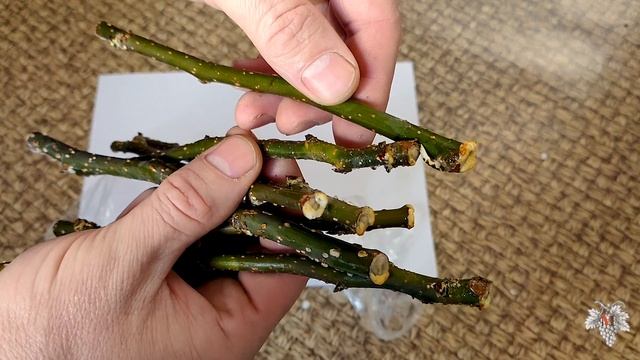 Этого не может быть! Самоукоренение черенков груши смотреть онлайн