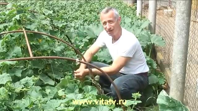 Геморрой Лечение живым огурцом смотреть онлайн