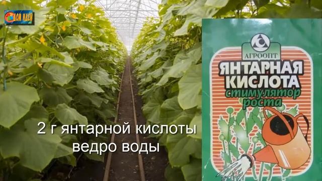 Янтарная кислота для подкормки томатов и огурцов летом. смотреть онлайн