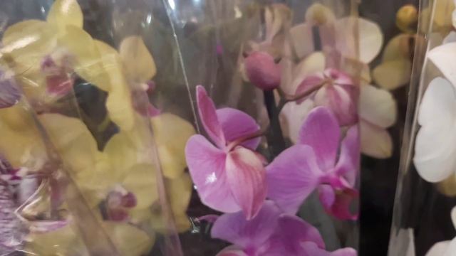 ОРХИДЕИ В "ЛЕНТЕ"//16.02.24// смотреть онлайн