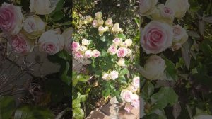 Розы Джелато и Веддинг романтик