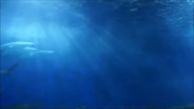 Singapore Underwater World