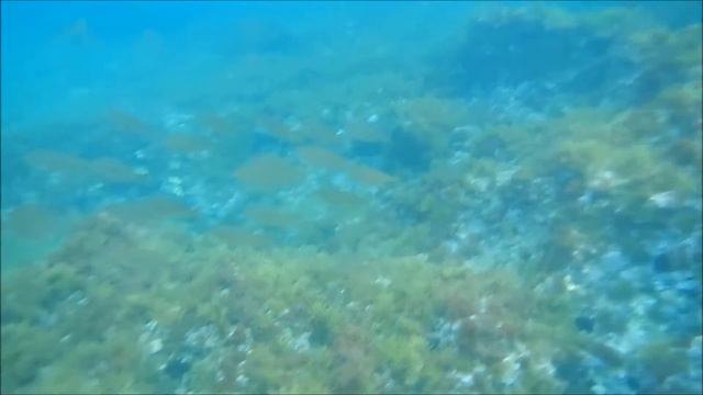 Испытания Фишмагнит-2. Италия. Прибор эффективен. смотреть онлайн