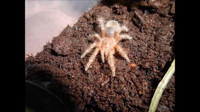 Tarantulas! смотреть онлайн