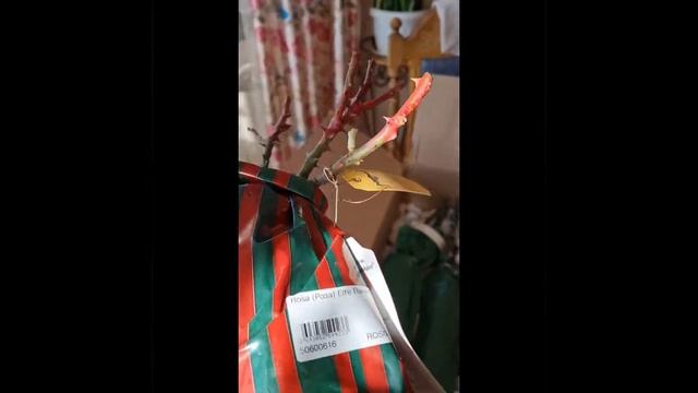 ПОСЫЛКА ИЗ,,ПОДВОРЬЯ,,. Розы Минерва, Эшли, Кедлайт, Афродита и другие. смотреть онлайн