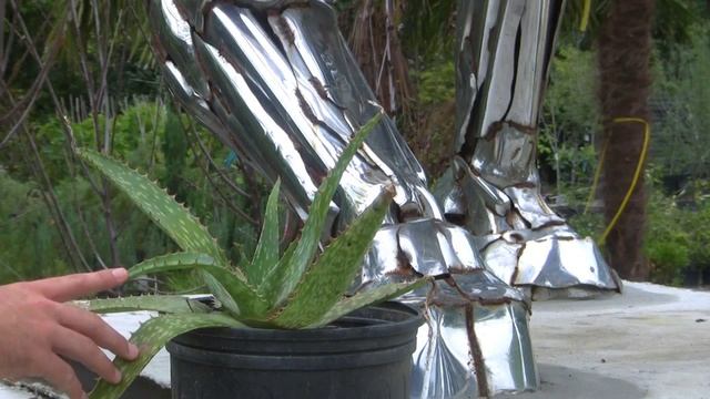 *Aloe Saponaria Plant* +Aloe saponaria+Fast Growing+Soap Aloe+ смотреть онлайн