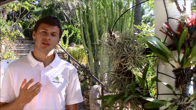 Tillandsia Care (Planta Brutt Video 12) смотреть онлайн