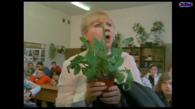 Баяны | Приколы | Coub | Лучшие коубы марта | #41 смотреть онлайн