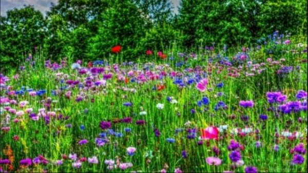 КРАЙОН Этапы преобразования-1.avi