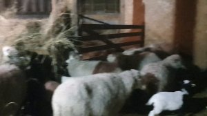 Продажа овец и ягнят  со второй оварни ......скоро ставим Дорперов...цена будет дороже )))))