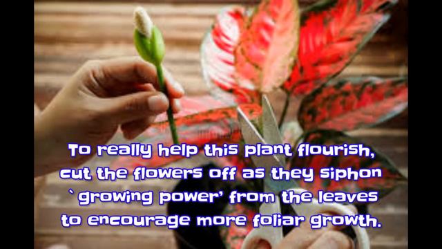 ALL ABOUT AGLAONEMA | CHINESE EVERGREEN смотреть онлайн