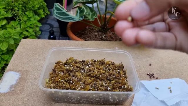 Cara Mudah Semai Biji Anthurium Dorayaki Mangkok смотреть онлайн