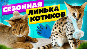 Уход за шерстью котов? Вычёсываем играя?